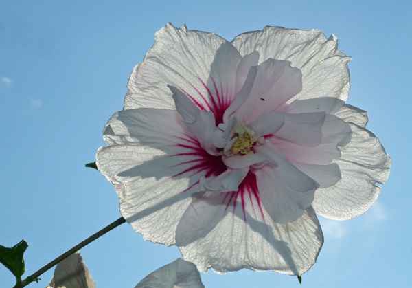 Hibiskus sonnendurchleuchtet