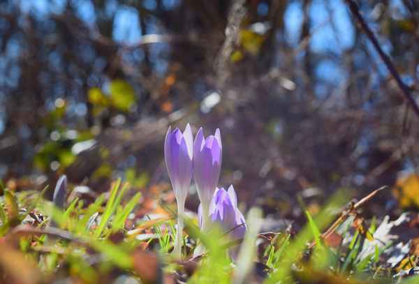 Zart umschmeichelt...