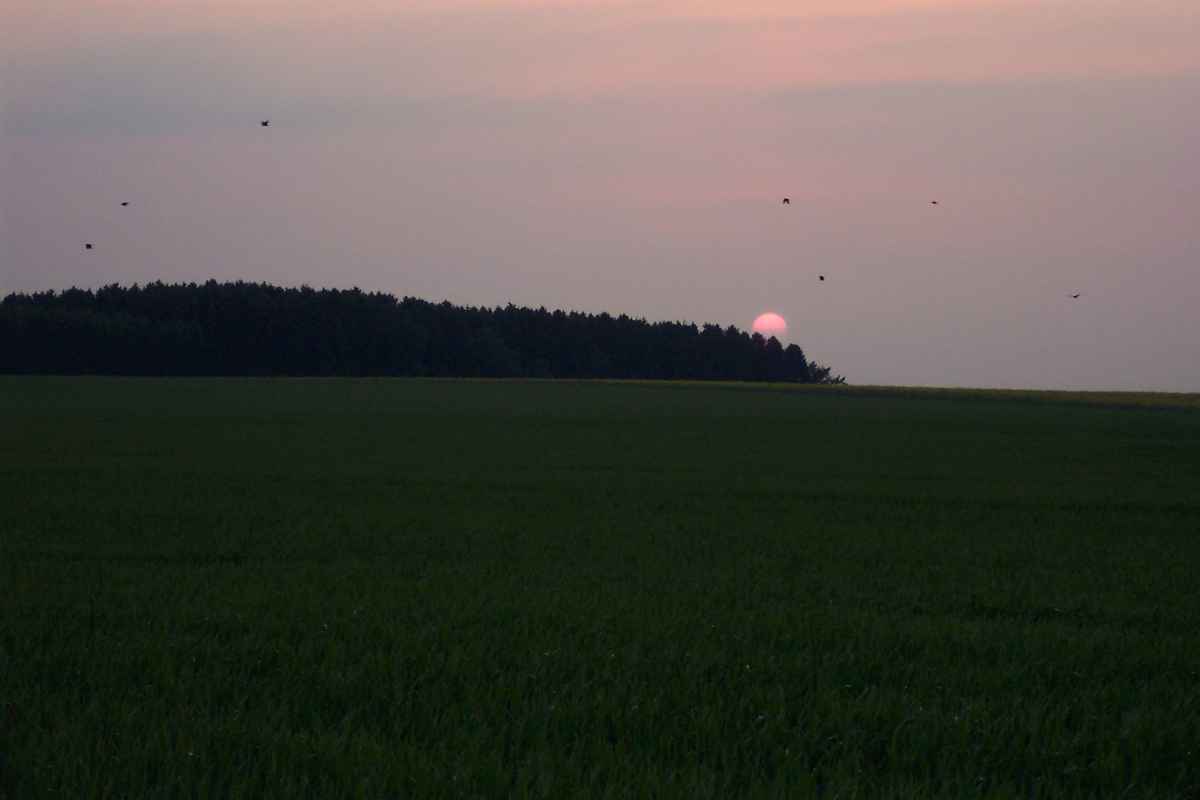 Sonneuntergang über der Soester Börde mit Vögeln