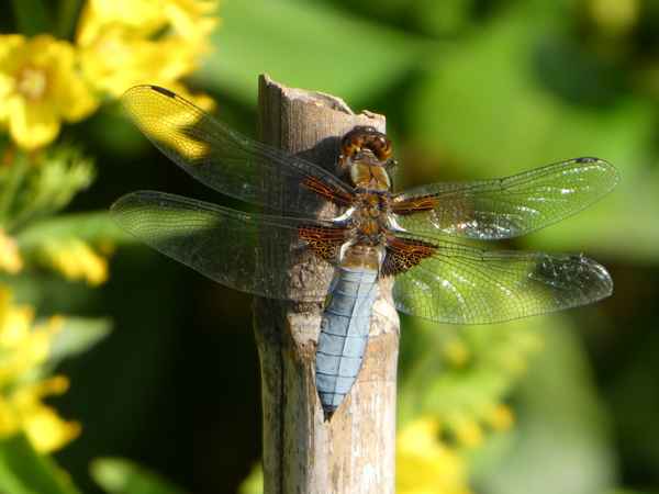 Filigrane Naturschönheit