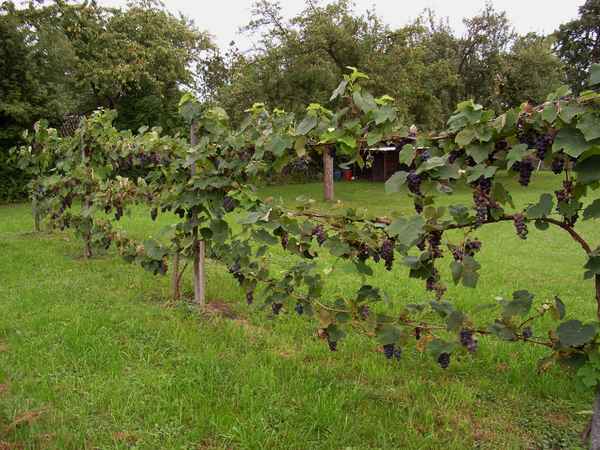 potentielle 0,7-L Flasche Wein