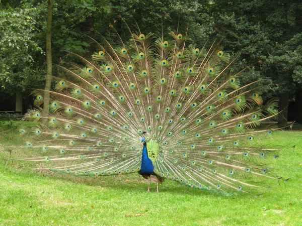 Pfau
