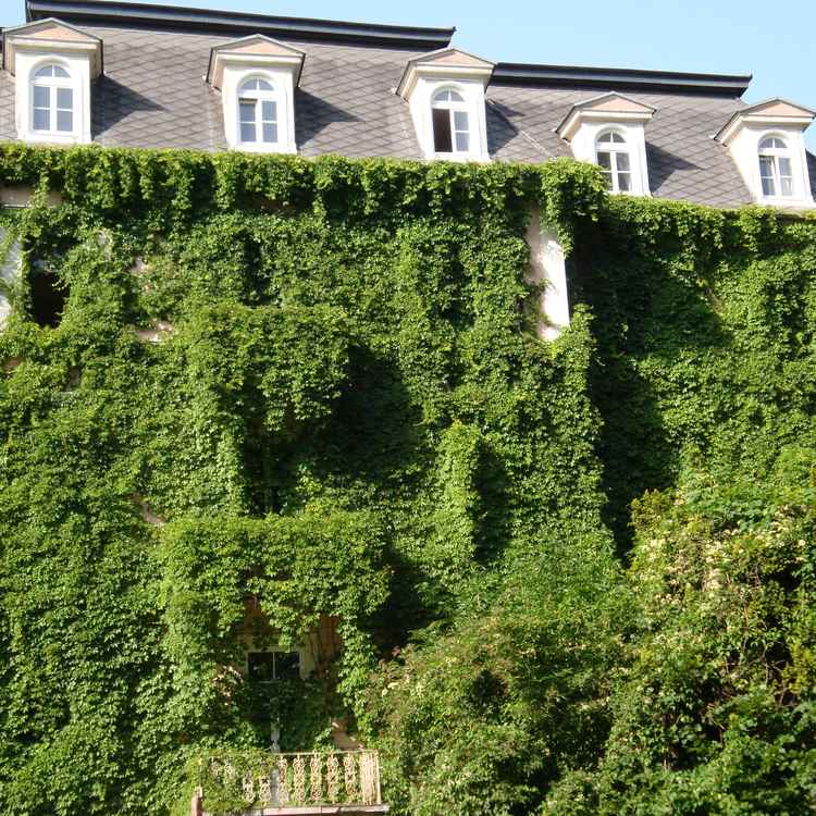 Alte Villa
