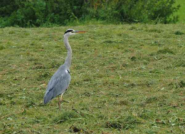 schreitvogel