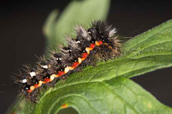 Junge Raupe der Ampfer-Rindeneule - 5