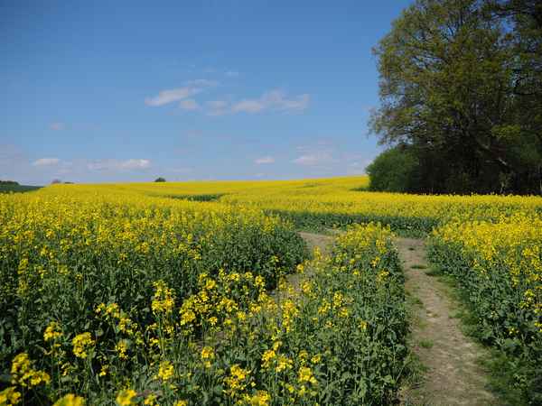 ein sonnentag im mai