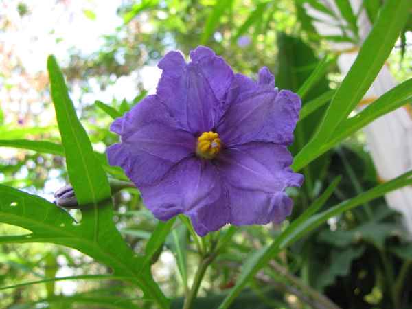 Känguruapfel (Solanum aviculare)