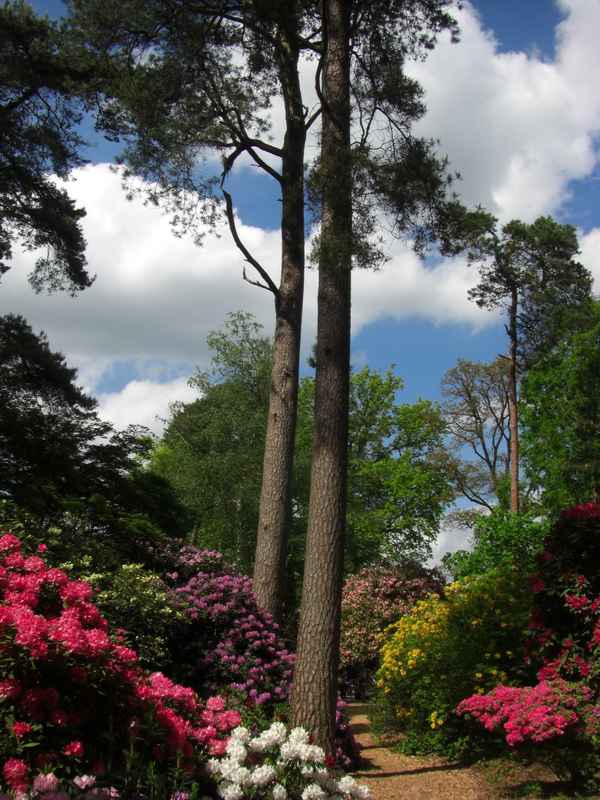 Im Rhododendronpark / 2