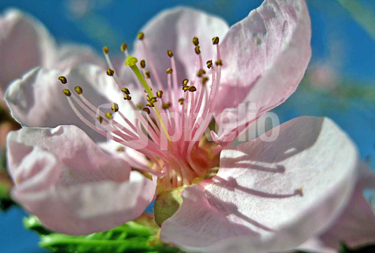 rosa Traum...