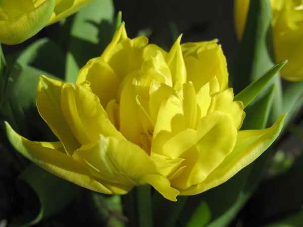 Tulpen