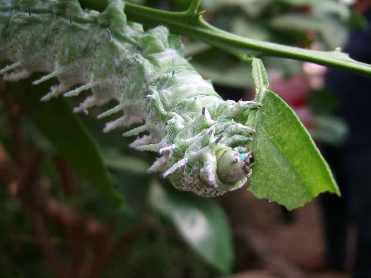 Falter Raupe 2