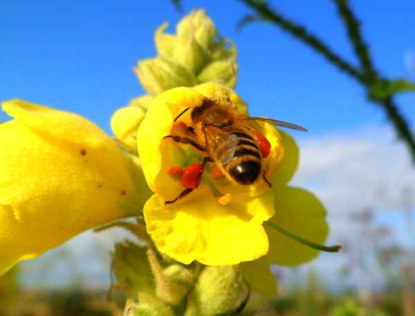 Bienchen mit vollen Taschen