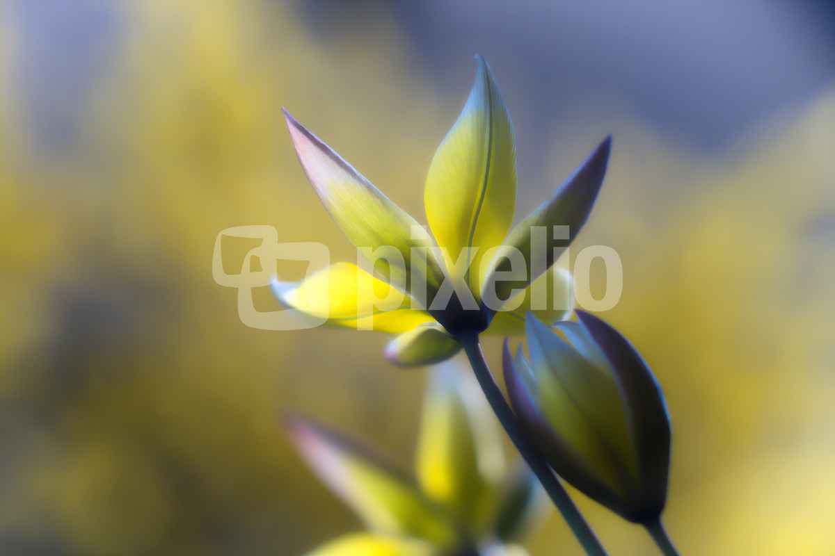 Tarda-Tulpe 2