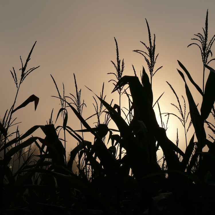 Maisfeld im Nebel bei Sonnenaufgang