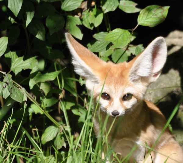 Fennek,  Vulpes zerda