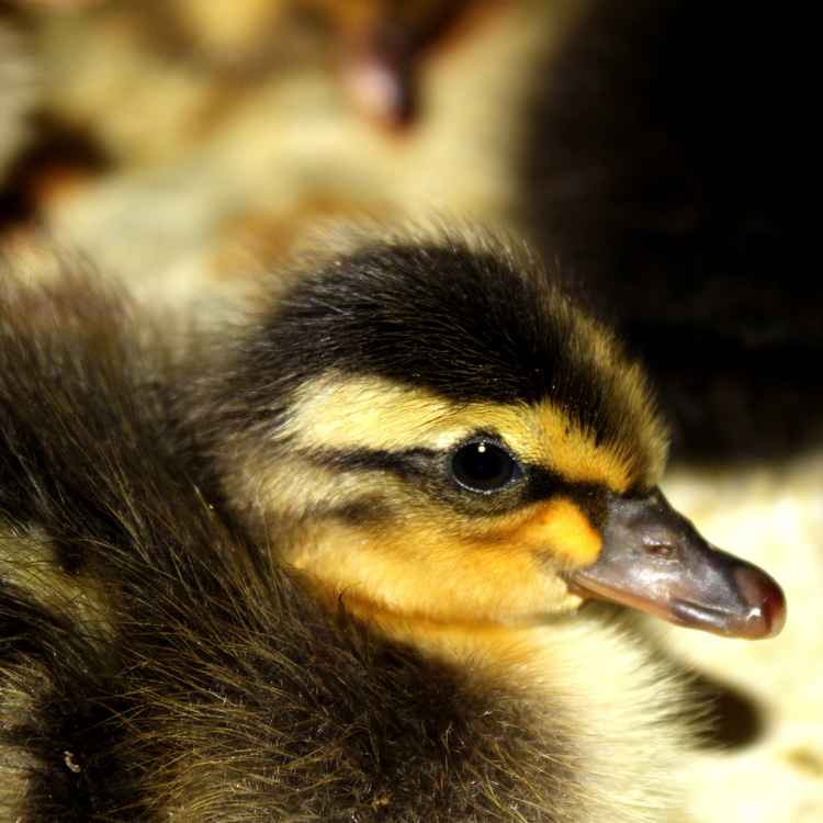 Das hässliche Entlein