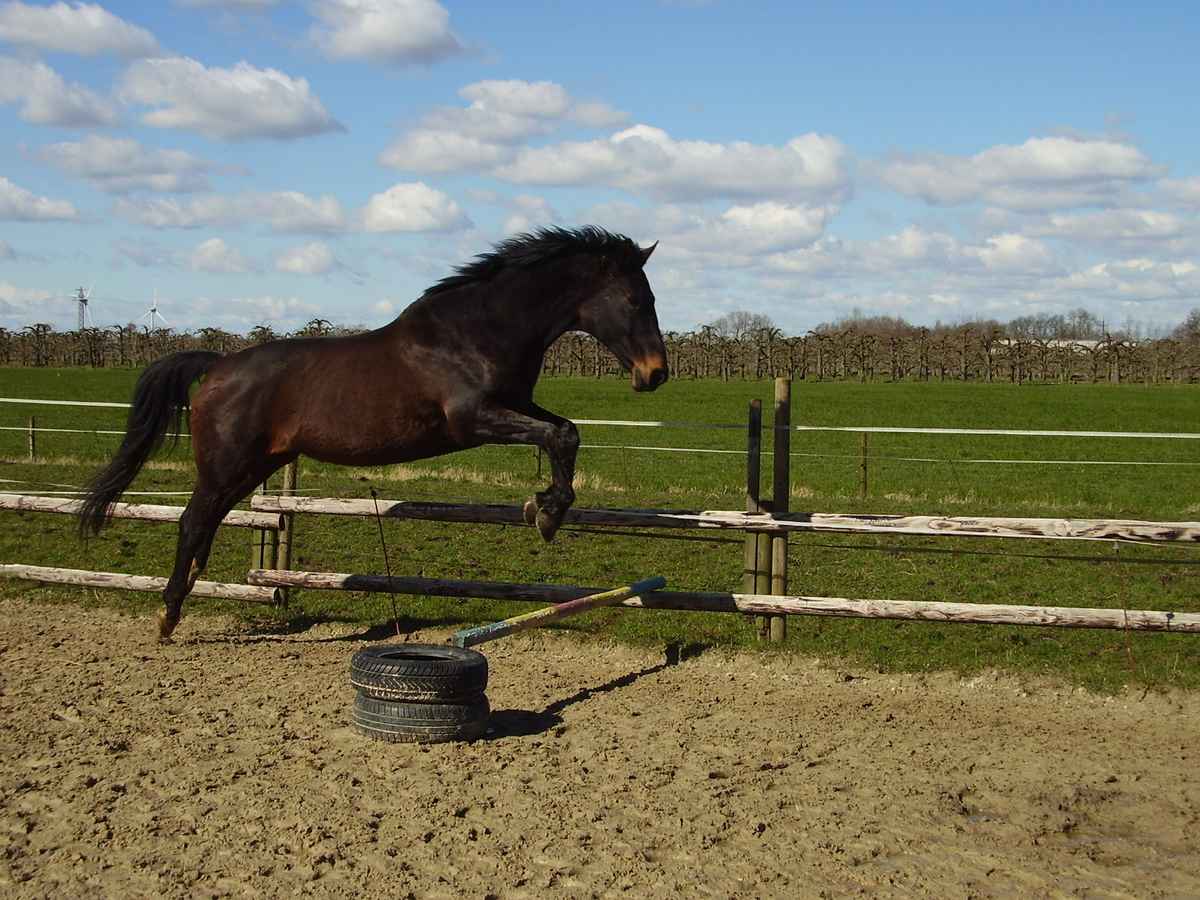 Mein süßes Pferdchen