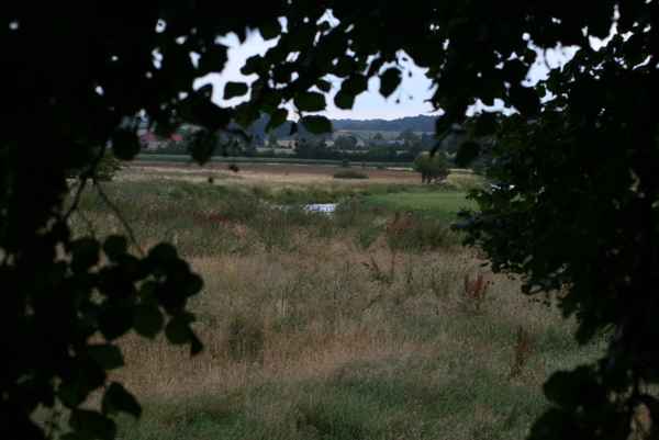 Blick durch Blätter