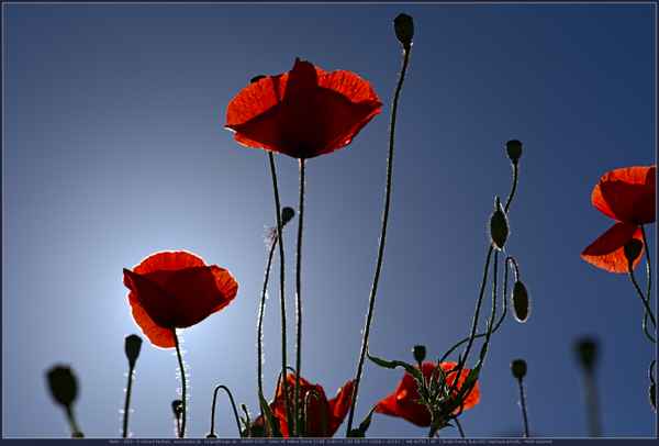 Im Gegenlicht