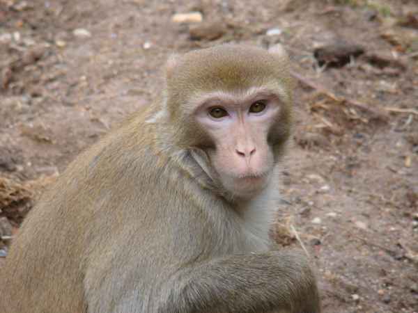 Affe