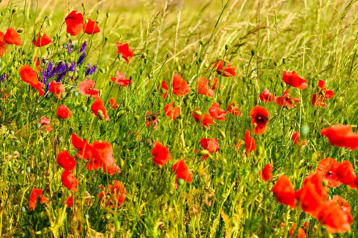 Roter Mohn wird wieder blühn