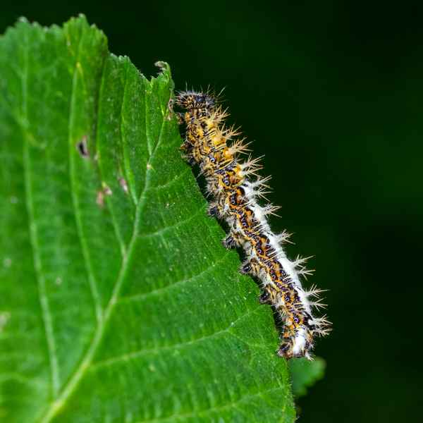 Raupe des C-Falters_3