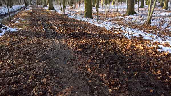 Waldweg Buchwald