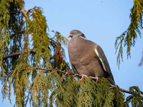 Entwarnung, keine Gefahr