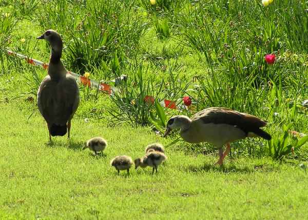 Familie Gans achtet auch Absperrungen