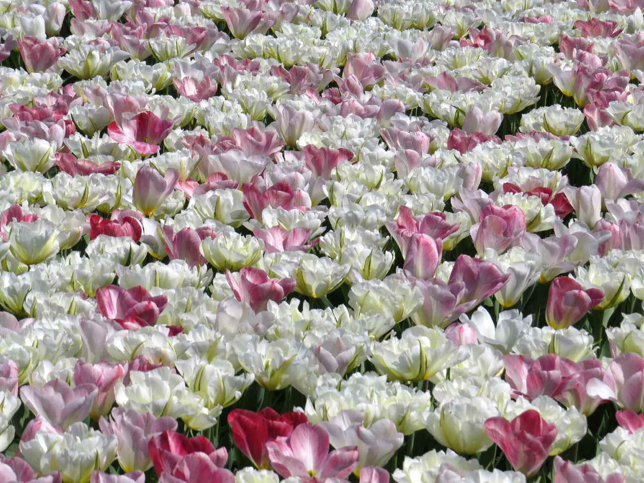  Teppich in weiß-rosa