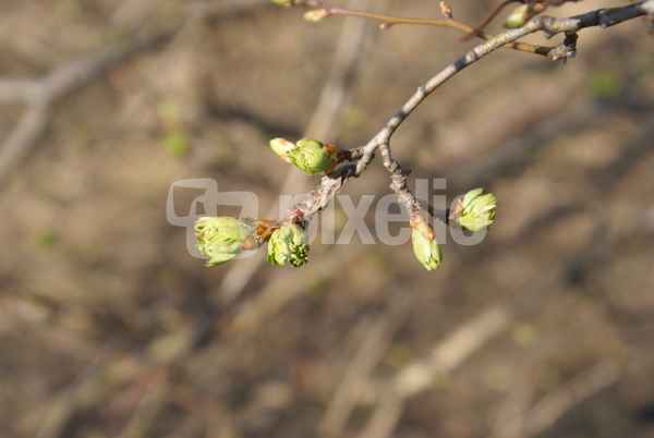 Frühling