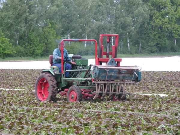 Gemüse unter Folie. Freilandanbau bei Reinbek im Grossraum Hamburg