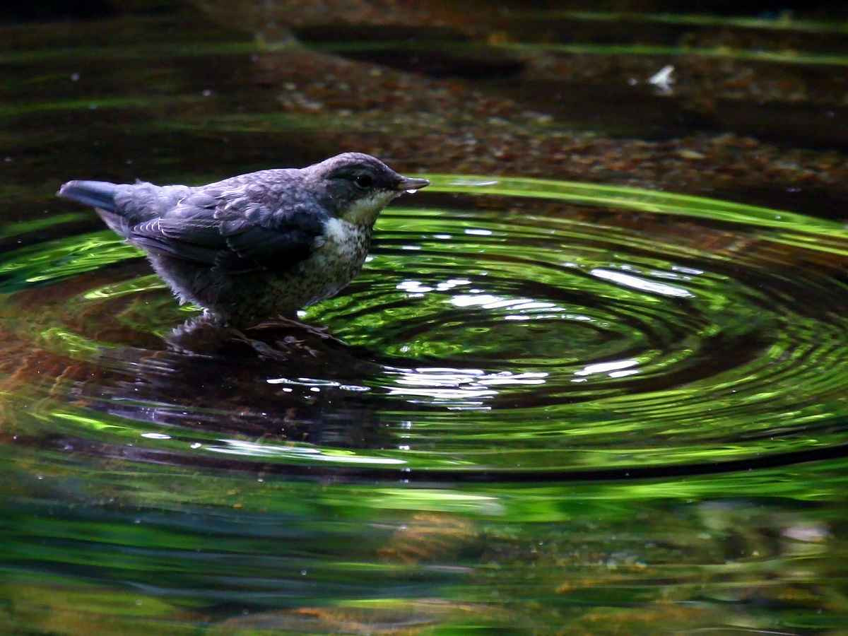 Junge Wasseramsel_2