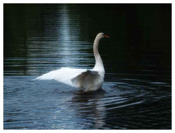 Schwan im See