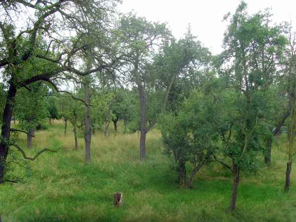 Ursprüngliche Streuobstwiese