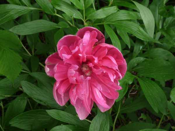 Schöne  Blume