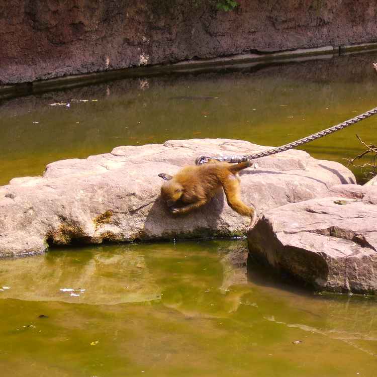 Mutiger Affe