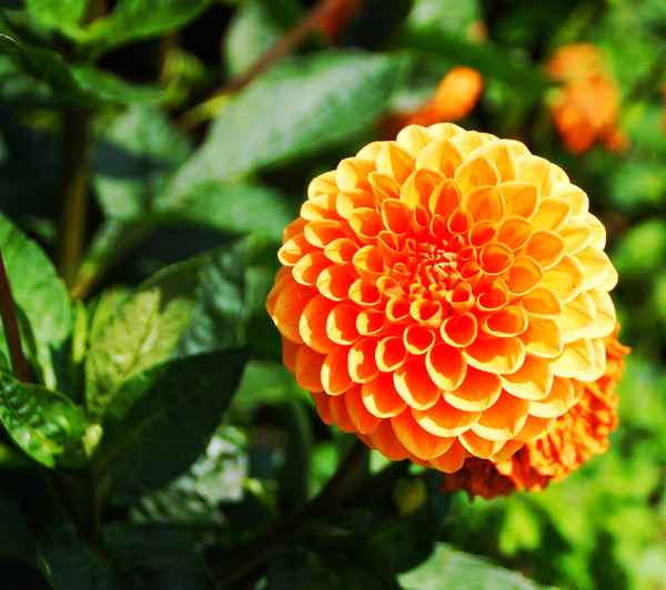 Blick über den Zaun 01