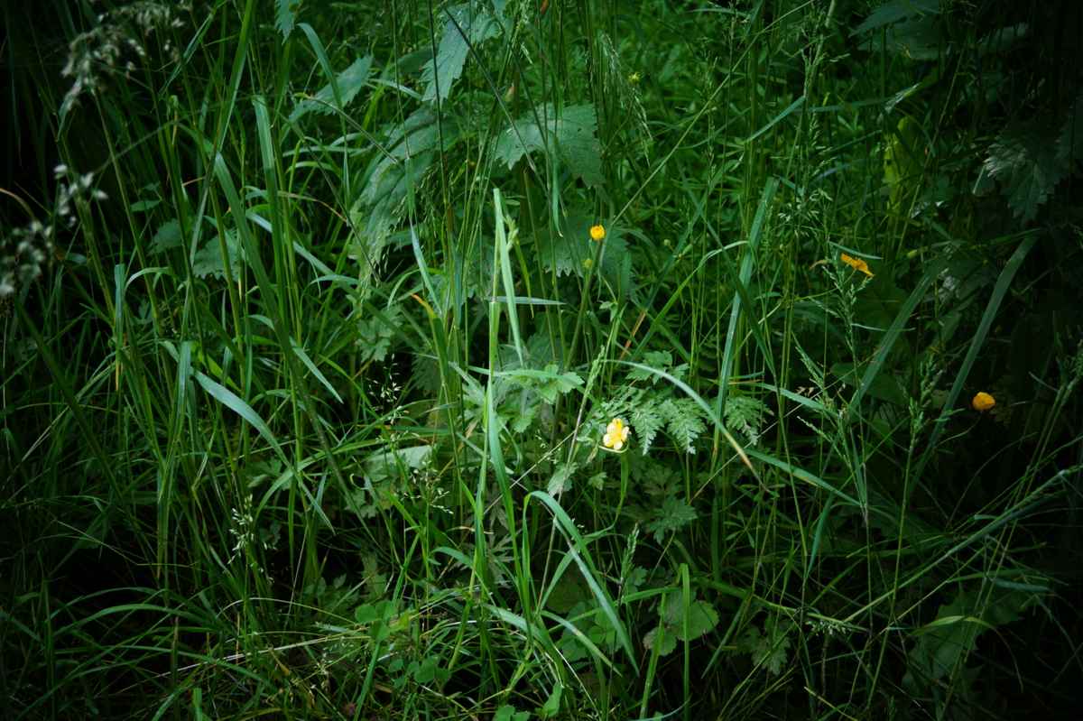 Wiese