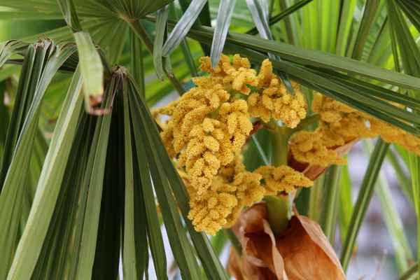 Palmenblüte