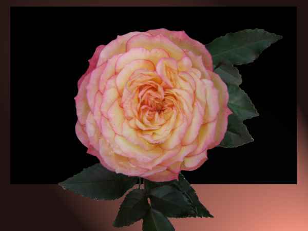 Rose / freigestellt