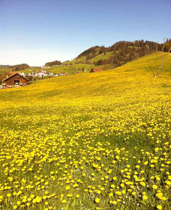 Gelbe Pracht