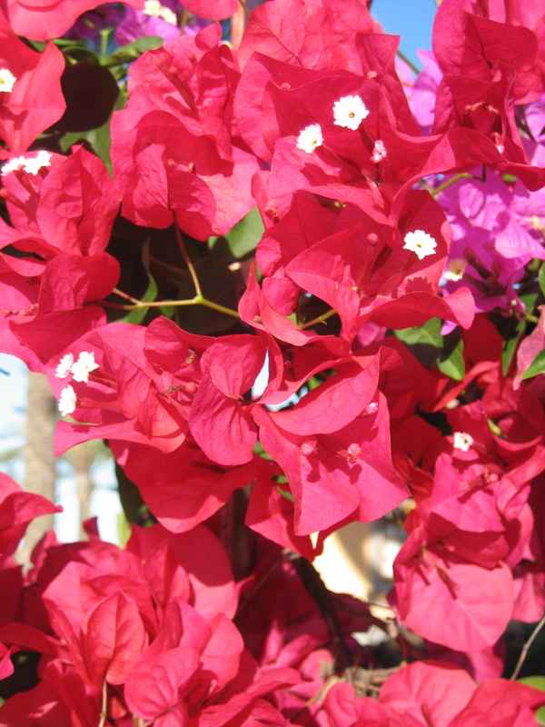 Bougainvillea01