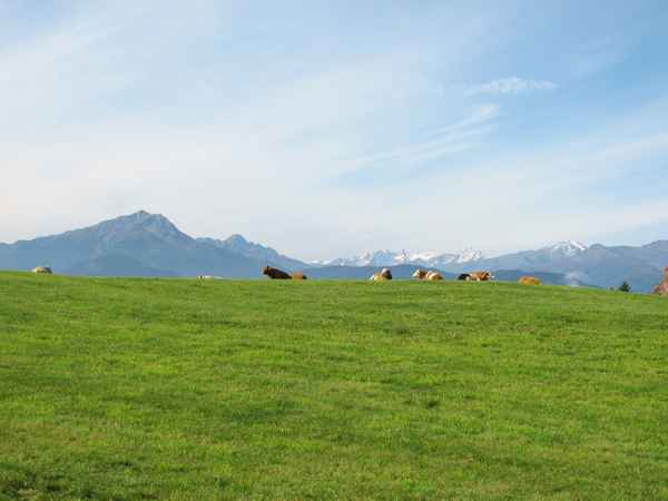 Südtirol: Glückliche Kühe vor prächtiger Bergkulisse