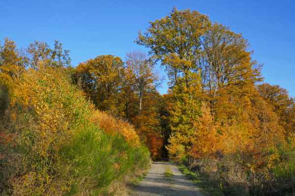 Spaziergang im Herbstwald