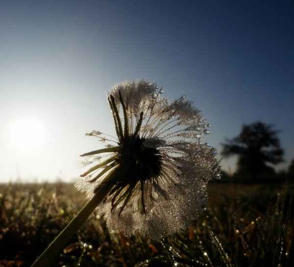 Herbstmorgen mit Pusteblume