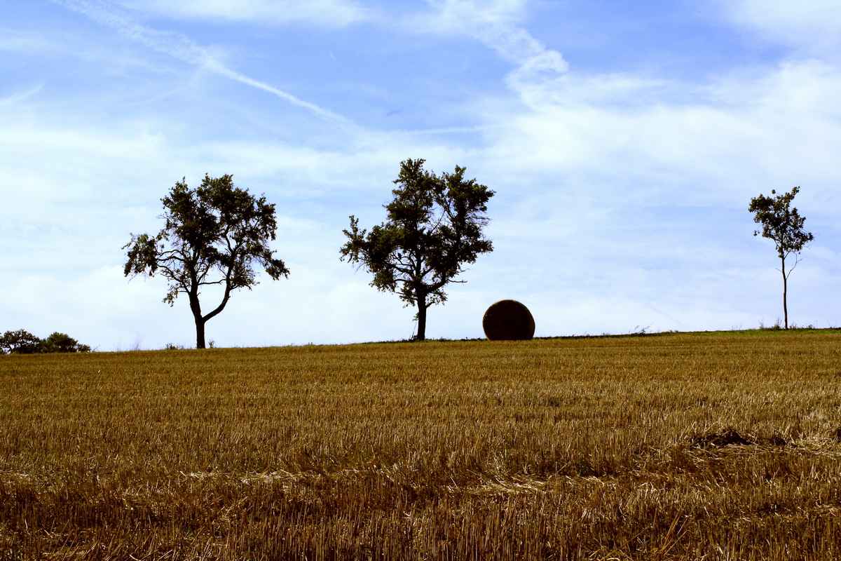 Feld 1