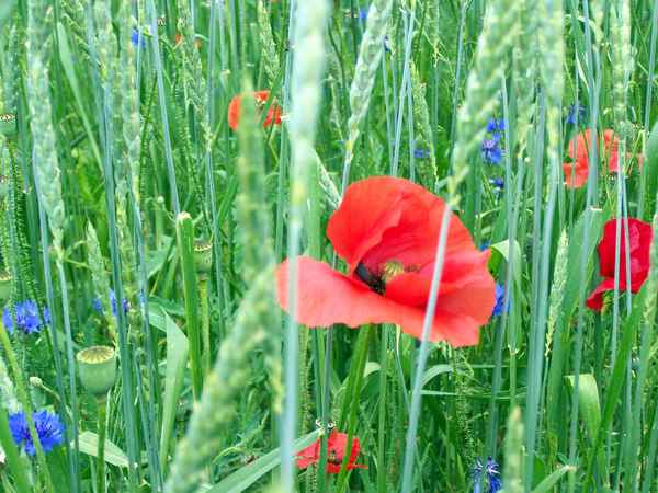 Mitten im Kornfeld 10