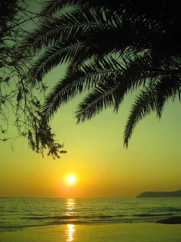 Unter der Palme