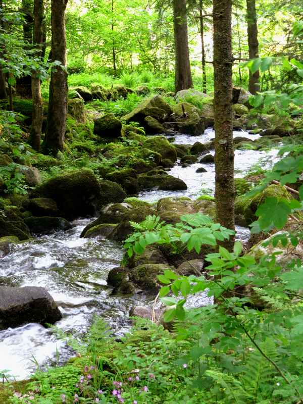Wildwasser im Wald